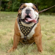 Hundegeschirr Leder mit Nieten für Englische Bulldogge