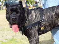 Cane Corso Such-, Zug-, Lauf-Hundegeschirr aus Leder Cane Corso Such-, Zug-, Lauf-Hundegeschirr aus Leder