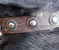 Lederhalsband Sennenhund mit Silber-Concho ❍ Lederhalsband Sennenhund mit Silber-Concho ❍