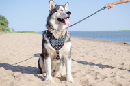 malamute Leather Harness with Spikes