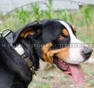 Hundehalsband Schweizer Sennenhund Beste Bearbeitung Hundehalsband Schweizer Sennenhund Beste Bearbeitung
