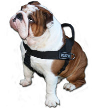 Neues Allwetter-Hundegeschirr aus Nylon K9, Englische Bulldogge