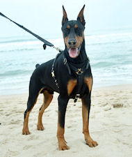 Hundegeschirr aus Leder für Dobermann, hochwertig und schön Hundegeschirr aus Leder für Dobermann, hochwertig und schön