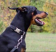 Hundehalsband mit Schnellverschluß | Nylon Hochwertigkeit Hundehalsband mit Schnellverschluß | Nylon Hochwertigkeit