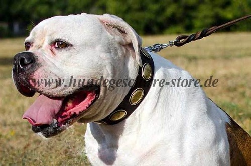 Luxury collar with ovals for American Bulldog