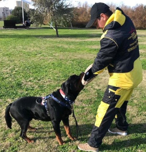 Bemaltes Halsband für Rottweiler