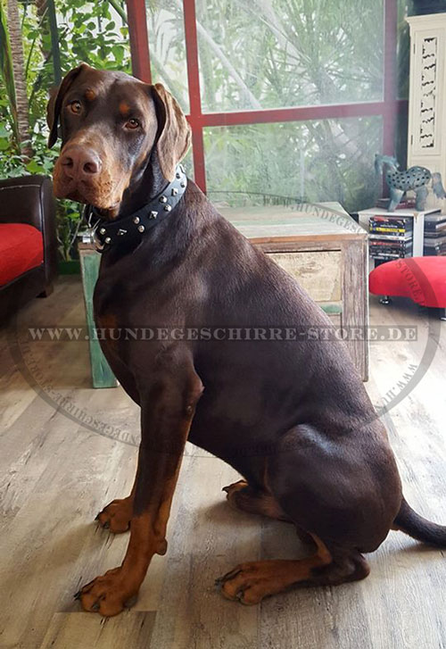 Handgefertigtes Dobermann
Hundehalsband Leder