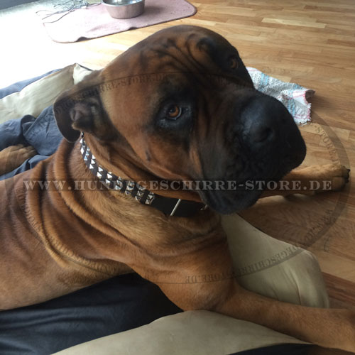 Hundehalsband für Cane Corso kaufen