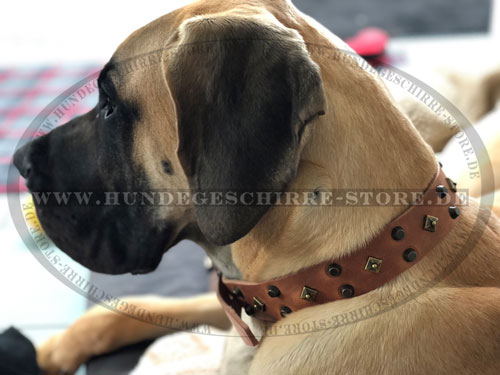 Hund Halsband für Deutsche Dogge kaufen