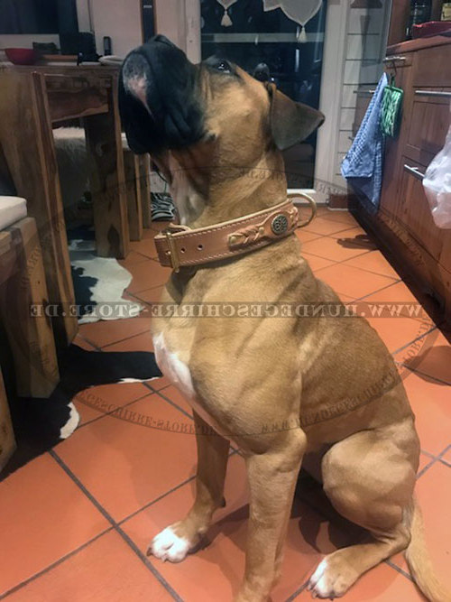 Hundehalsband für Boxer kaufen