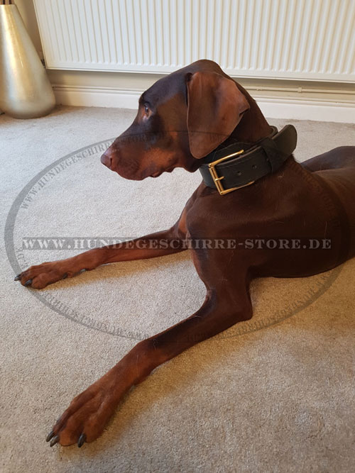 Leder Halsband für Dobermann kaufen