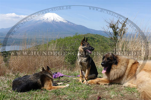 Zughalsband für Mastiff kaufen