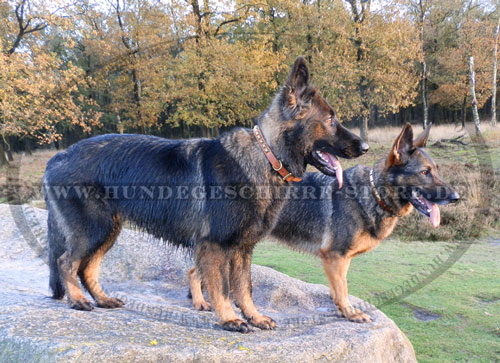 Deutscher Schäferhund Leder Hundehalsband kaufen