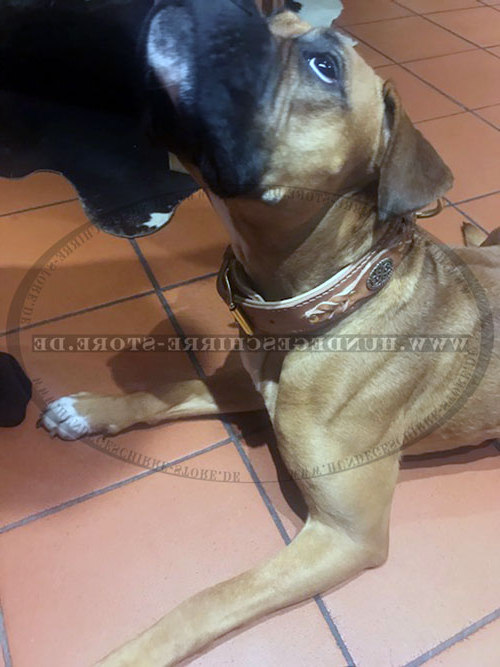 Halsband für Boxer, Deutschland