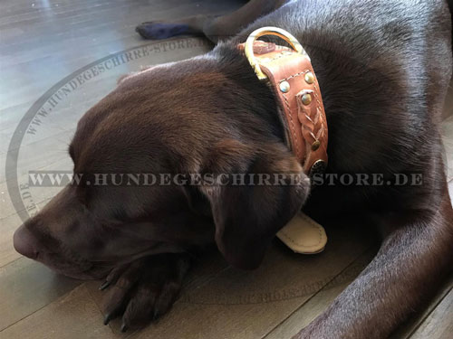 Halsband für Labrador, Deutschland