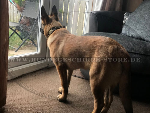 Genietetes Halsband für Malinois kaufen