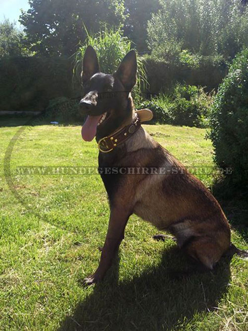 Gepolstertes Hundehalsband für Malinois kaufen