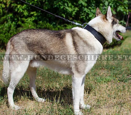 Hundehalsband fuer Laika optimal Leder mit Polsterung