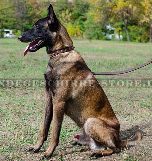 Hundehalsband fuer Malinois optimal Leder mit golden Nieten