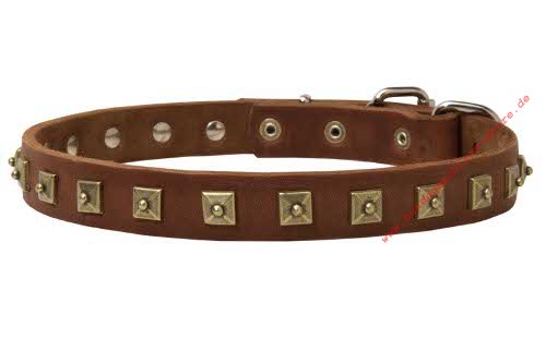 Elegantes Nietenhalsband fuer Malinois mit golden Nieten