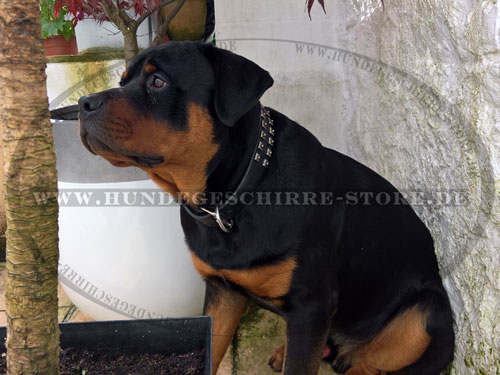 Hundehalsband für Rottweiler kaufen