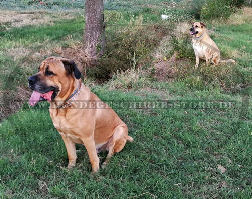 Erziehungshalsband für Mastiff von Sprenger kaufen Österreich