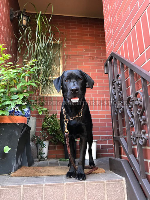 Herm Sprenger Gliederhalsband für Labrador