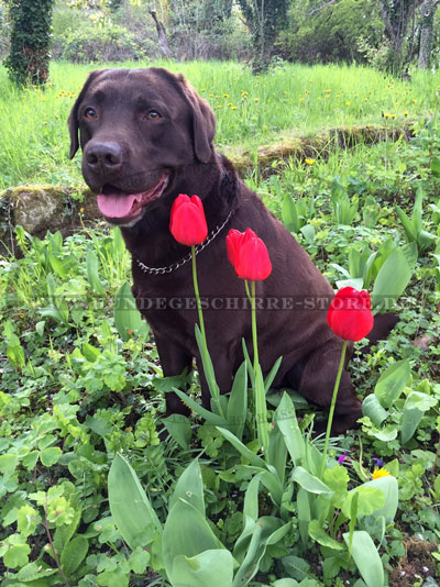 Erziehungshalsband für Labrador von Sprenger kaufen Österreich
