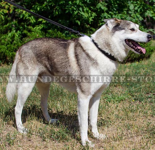 Enges Leder Halsband fuer Husky