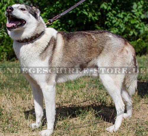 Hundehalsband fuer Laika optimal Leder mit golden Nieten