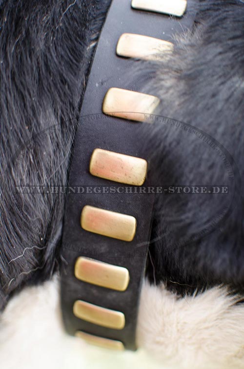 Prachtvolles Hunde Lederhalsband mit Platten fuer
Grossen Schweizen Sennenhund