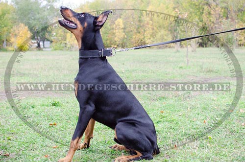 Hundehalsband fuer Dobermann Pinscher Leder mit Polsterung