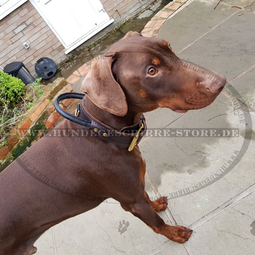 Dobermann Halsband kaufen