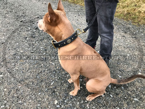 Hundehalsband aus Leder mit Nappa-Polsterung und Dekor