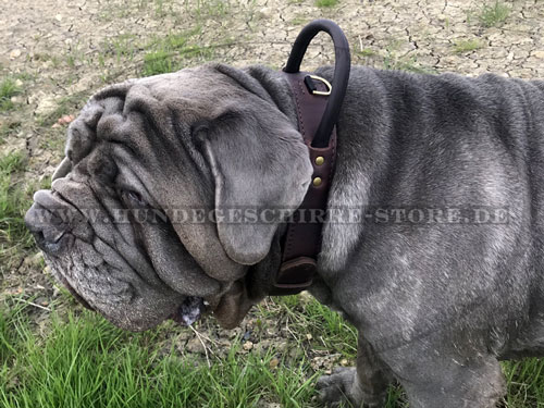 Mastiff Halsband kaufen