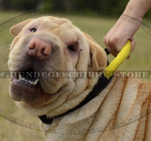 breites nylonhalsband Shar Pei