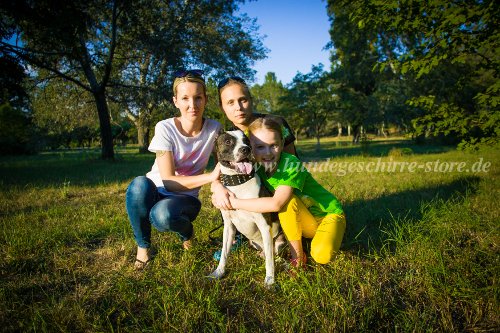 leder halsband pitbull österreich