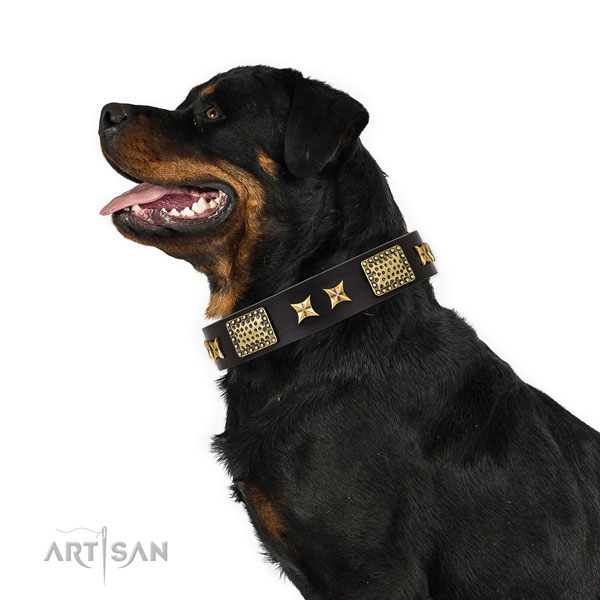 Rottweiler Hundehalsband kaufen