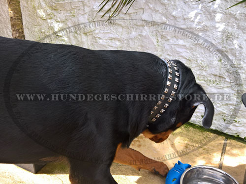 Halsband für große Hunde kaufen