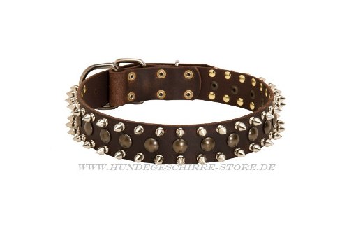 Bullterrier Halsband mit Nieten