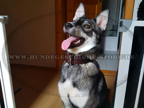 Schäferhund Mix Leder Halsband