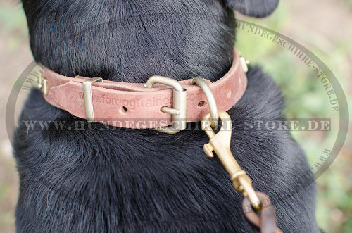 Schweizer Sennenhund Halsband Nieten am Leder
