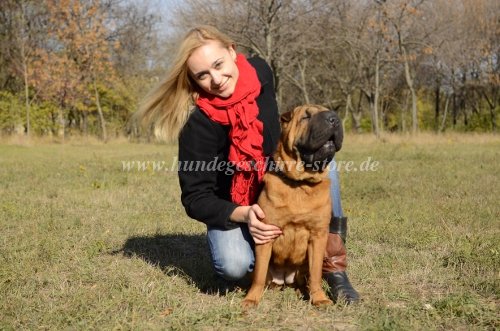 leder halsband shar pei kaufen