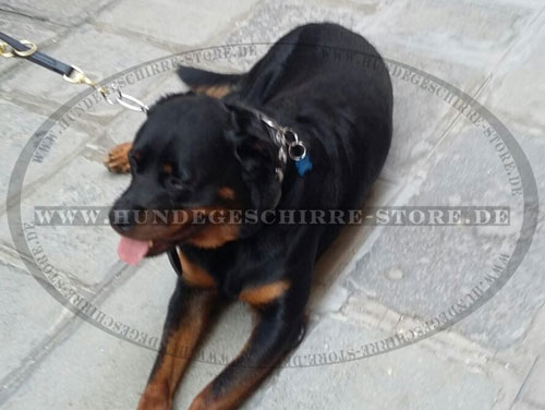 Sporthund Halsband für Rottweiler Deutschland kaufen