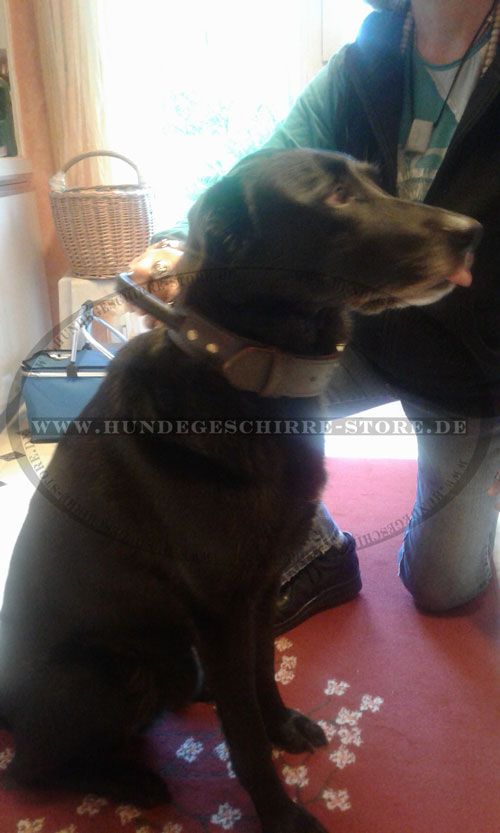 Hundehalsband mit Griff kaufen