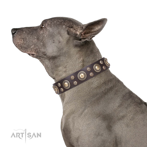 Thai Ridgeback Hundehalsband kaufen