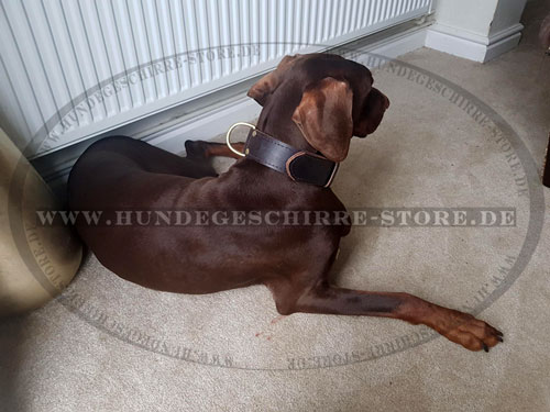 Dobermann Zweilaiges Hundehalsband kaufen