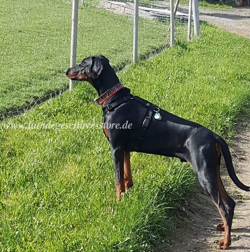 painted collar flamme doberman pinscher buy