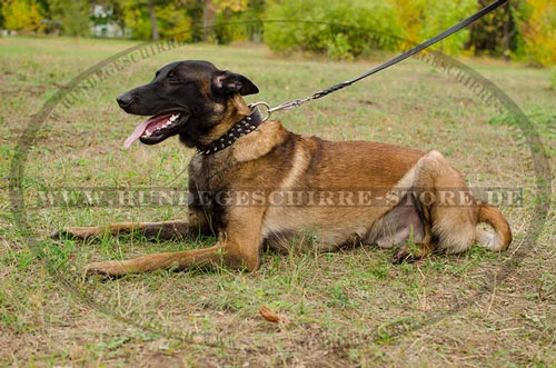 Luxus Lederhalsband fuer Belgischen
Schäferhund