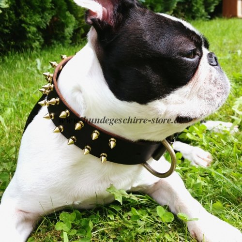 spiked collar boston terrier buy